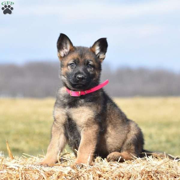 Brenna, German Shepherd Puppy